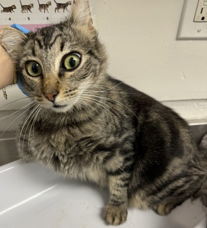 Shelter Stray Female Cat last seen Near e st, Oakland, CA, 1101 29th Ave, Oakland, CA 94601, USA