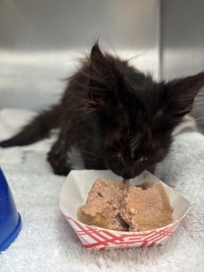 Shelter Stray Male Cat last seen Near Krause Ave, Oakland, CA, 1101 29th Ave, Oakland, CA 94601, USA