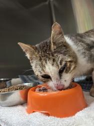 Shelter Stray Male Cat last seen Near exit on a hiking trip on the water area, Oakland, CA, 1101 29th Ave, Oakland, CA 94601, USA