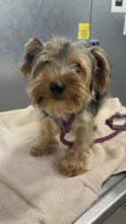 Shelter Stray Male Dog last seen Near Agnes, 2nd District, OH, 9203 Detroit Ave, Cleveland, OH 44102, USA