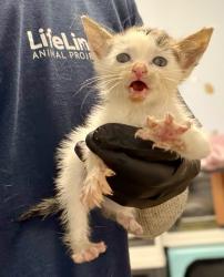 Shelter Stray Male Cat last seen Near Indian Forest rd, 30083, GA, 3280 Chamblee Dunwoody Rd, Chamblee, GA 30341, USA