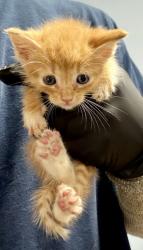 Shelter Stray Male Cat last seen Near Indian Forest rd, 30083, GA, 3280 Chamblee Dunwoody Rd, Chamblee, GA 30341, USA
