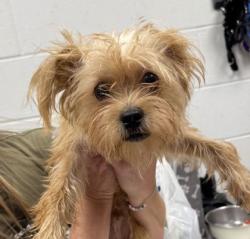 Shelter Stray Male Dog last seen Near College, 64137, MO, 7077 Elmwood Ave, Kansas City, MO 64132, USA