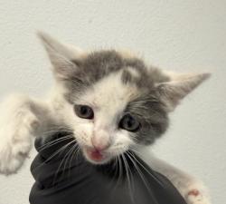 Shelter Stray Female Cat last seen Near Toyne Street, San Diego, CA, 92102, 5500 Gaines St, San Diego, CA 92110, USA