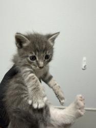 Shelter Stray Female Cat last seen Near Hollister Street, San Diego, CA, 92154, 5500 Gaines St, San Diego, CA 92110, USA