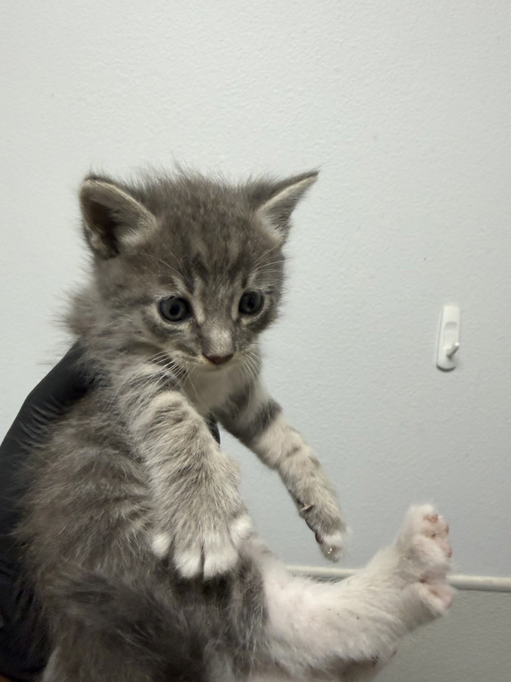 Shelter Stray Female Cat last seen Near Hollister Street, San Diego, CA, 92154, 5500 Gaines St, San Diego, CA 92110, USA