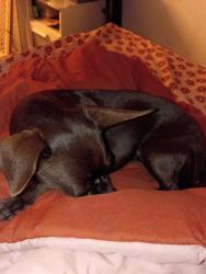 Reunited Female Dog last seen Twain fort Apache, Spring Valley, NV 89147