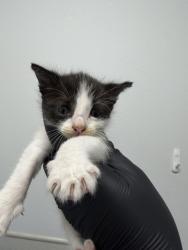 Shelter Stray Female Cat last seen Near Hollister Street, San Diego, CA, 92154, 5500 Gaines St, San Diego, CA 92110, USA