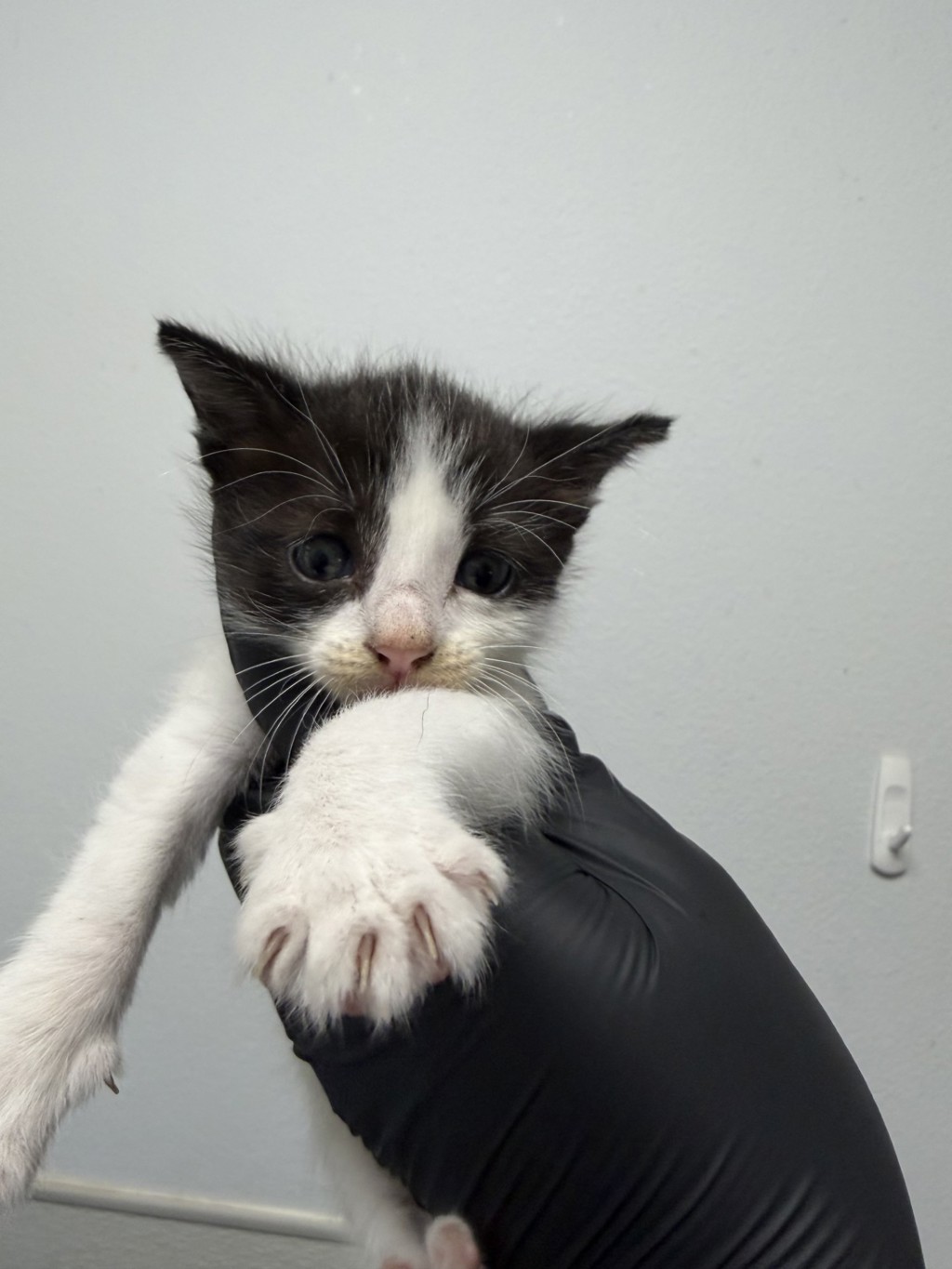 Shelter Stray Female Cat last seen Near Hollister Street, San Diego, CA, 92154, 5500 Gaines St, San Diego, CA 92110, USA