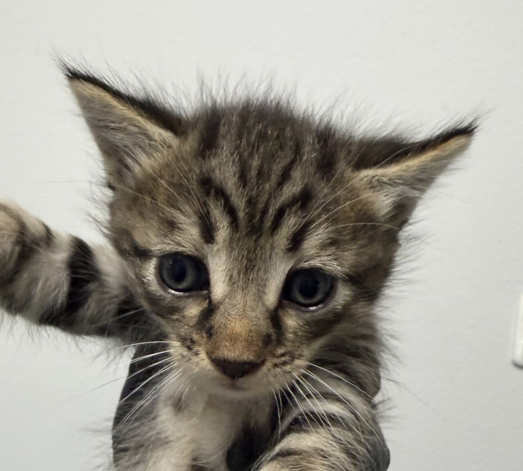 Shelter Stray Female Cat last seen Near Hollister Street, San Diego, CA, 92154, 5500 Gaines St, San Diego, CA 92110, USA