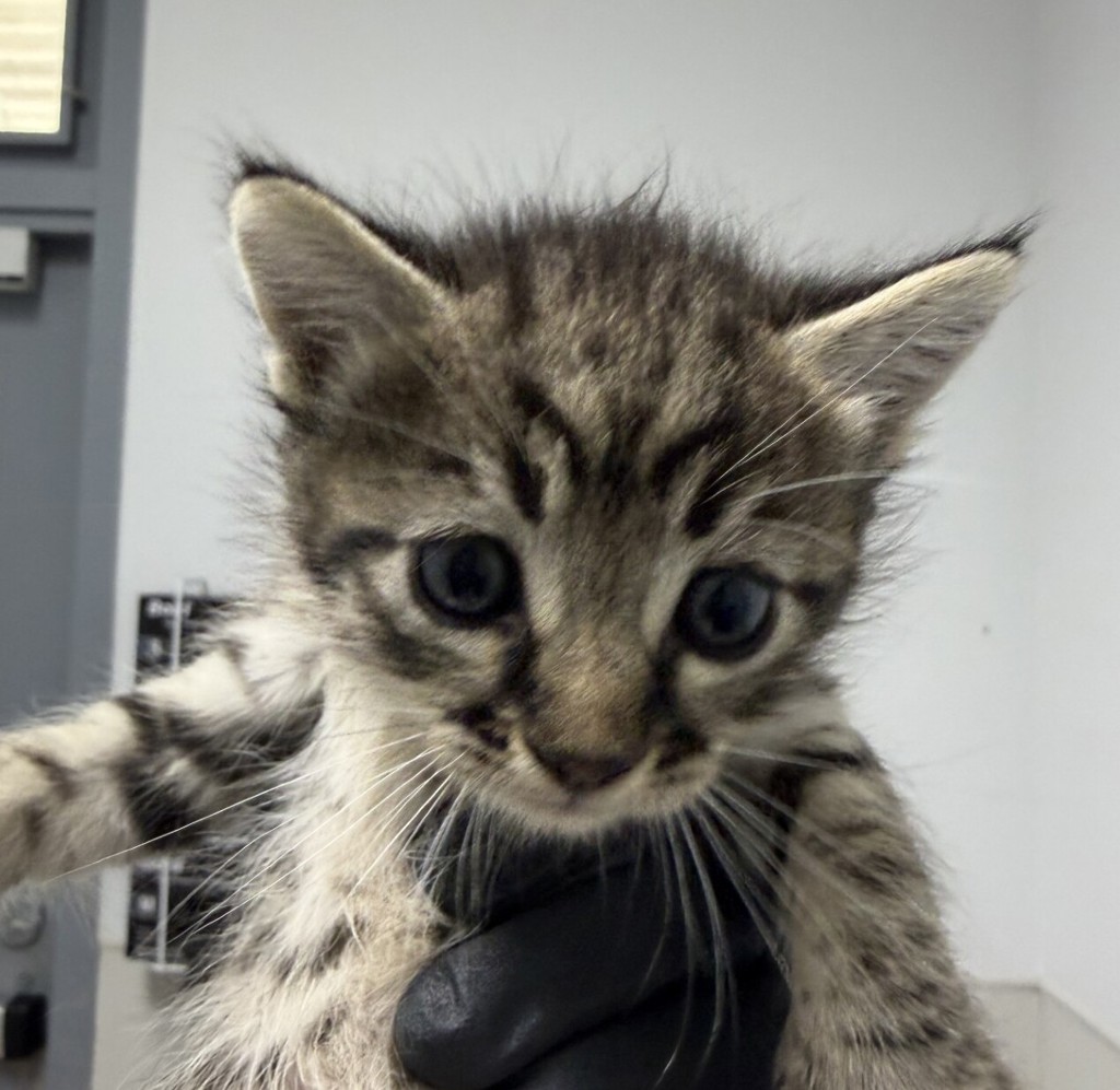Shelter Stray Female Cat last seen Near Hollister Street, San Diego, CA, 92154, 5500 Gaines St, San Diego, CA 92110, USA