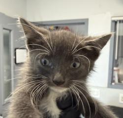 Shelter Stray Male Cat last seen found in an abandoned house, Los Angeles, CA, 90001, 5500 Gaines St, San Diego, CA 92110, USA
