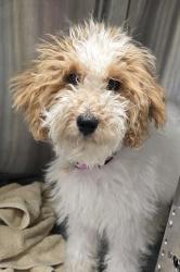 Shelter Stray Female Dog last seen Wedgemere Road, El Cajon, CA, 92020, El Cajon, CA 92020, USA