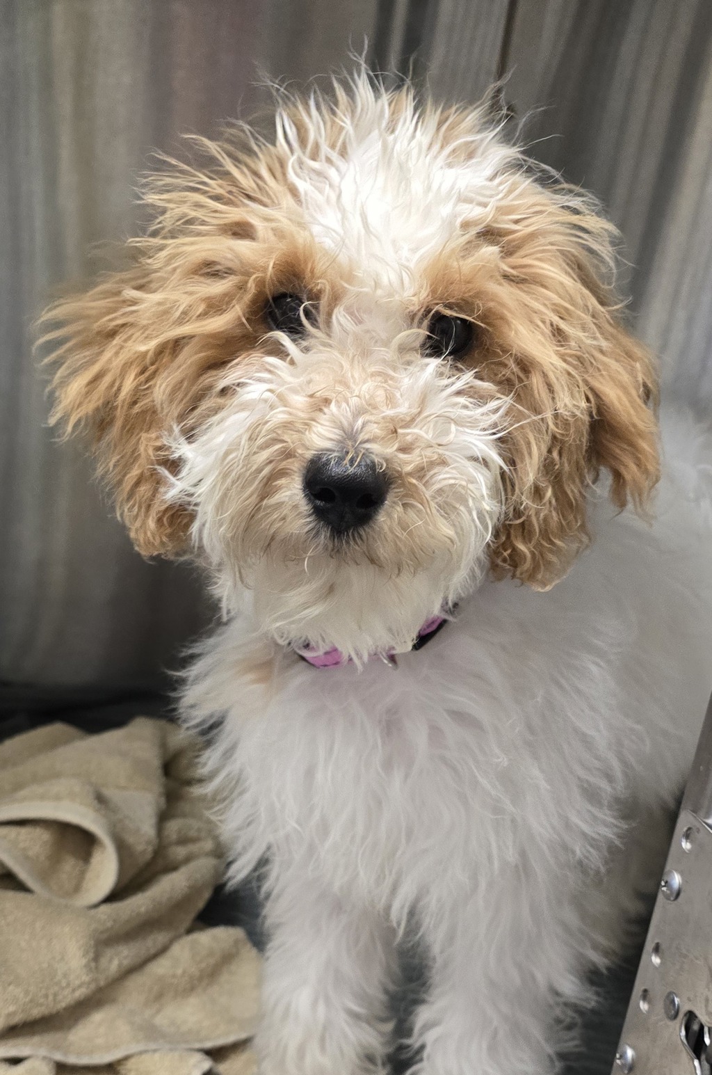 Shelter Stray Female Dog last seen Wedgemere Road, El Cajon, CA, 92020, El Cajon, CA 92020, USA