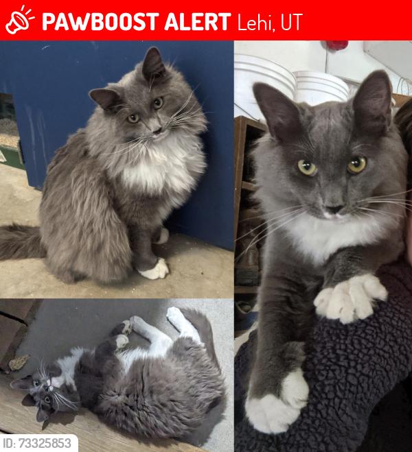Lost Male Cat last seen Near North in Lehi, Lehi, UT 84043