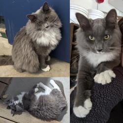 Lost Male Cat last seen Near North in Lehi, Lehi, UT 84043