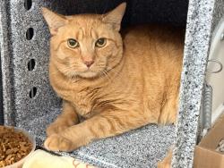 Shelter Stray Male Cat last seen E 59th st / 2nd ave - by the entrance of the Bridge, NEW YORK, NY, 10022, 326 E 110th St, New York, NY 10029, USA