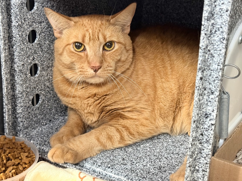 Shelter Stray Male Cat last seen E 59th st / 2nd ave - by the entrance of the Bridge, NEW YORK, NY, 10022, 326 E 110th St, New York, NY 10029, USA