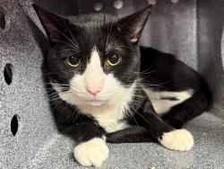 Shelter Stray Male Cat last seen Apt 418,14 E 28 Street, NEW YORK, NY, 10016, 326 E 110th St, New York, NY 10029, USA