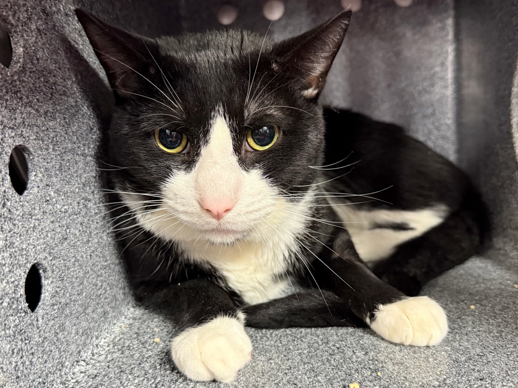 Shelter Stray Male Cat last seen Apt 418,14 E 28 Street, NEW YORK, NY, 10016, 326 E 110th St, New York, NY 10029, USA