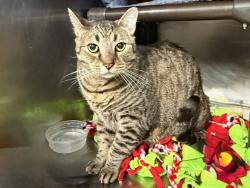 Shelter Stray Male Cat last seen Near W 131 Street, NEW YORK, NY, 10027, 326 E 110th St, New York, NY 10029, USA