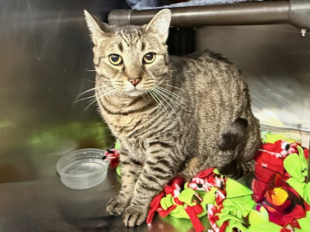 Shelter Stray Male Cat last seen Near W 131 Street, NEW YORK, NY, 10027, 326 E 110th St, New York, NY 10029, USA