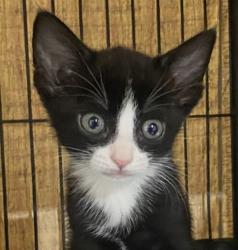 Shelter Stray Female Cat last seen Near Euclid Avenue, San Diego, CA, 92105, 5500 Gaines St, San Diego, CA 92110, USA