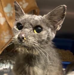 Shelter Stray Female Cat last seen SE 97th/Foster, OR, 1700 W Historic Columbia River Hwy, Troutdale, OR 97060, USA