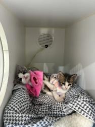Shelter Stray Female Cat last seen Near Westonhill Drive, San Diego, CA, 92126, 5500 Gaines St, San Diego, CA 92110, USA