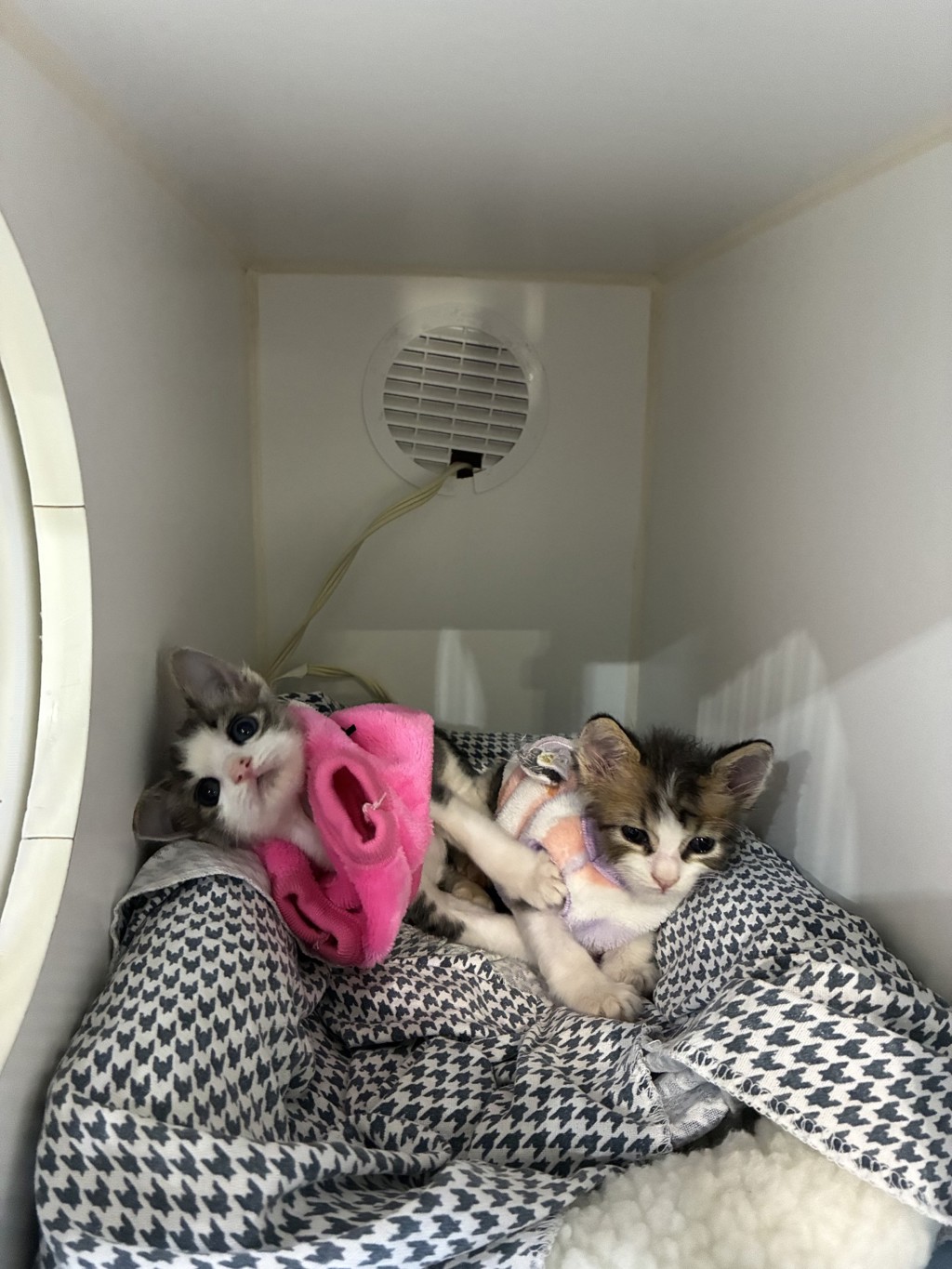 Shelter Stray Female Cat last seen Near Westonhill Drive, San Diego, CA, 92126, 5500 Gaines St, San Diego, CA 92110, USA