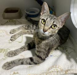 Shelter Stray Female Cat last seen 3rd, Imperial Beach, CA, 91932, 5500 Gaines St, San Diego, CA 92110, USA