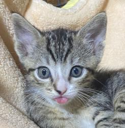 Shelter Stray Male Cat last seen Near Euclid Avenue, San Diego, CA, 92105, 5500 Gaines St, San Diego, CA 92110, USA