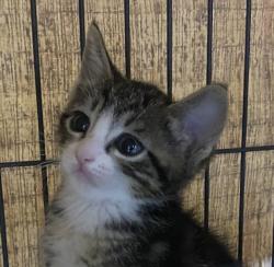 Shelter Stray Male Cat last seen Near Euclid Avenue, San Diego, CA, 92105, 5500 Gaines St, San Diego, CA 92110, USA
