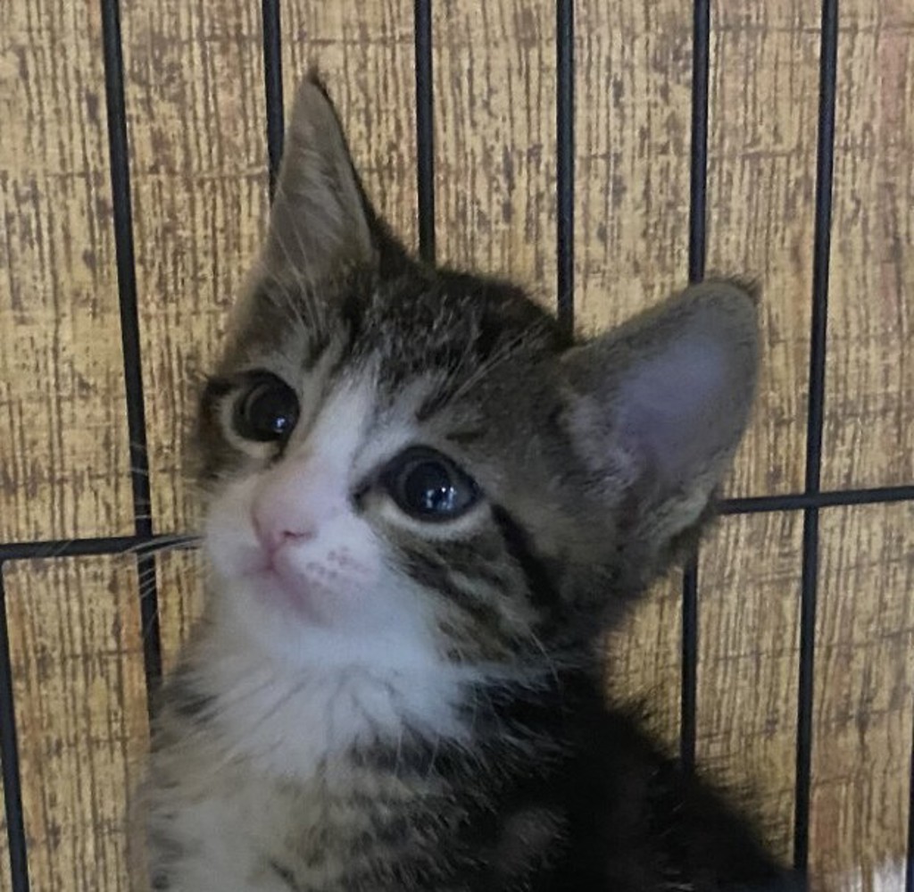 Shelter Stray Male Cat last seen Near Euclid Avenue, San Diego, CA, 92105, 5500 Gaines St, San Diego, CA 92110, USA
