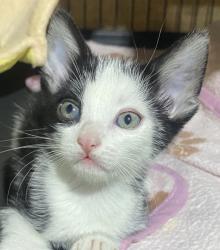 Shelter Stray Female Cat last seen Near Euclid Avenue, San Diego, CA, 92105, 5500 Gaines St, San Diego, CA 92110, USA