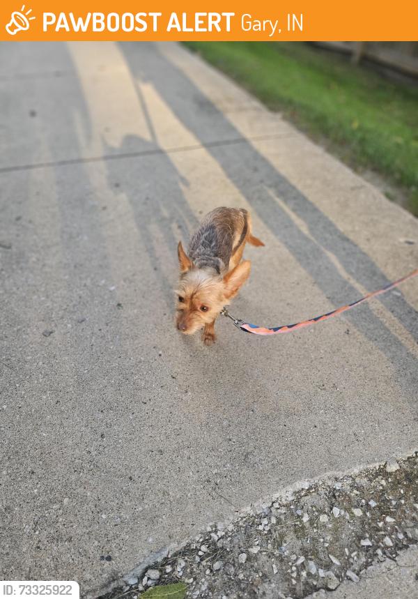 Found/Stray Unknown Dog last seen Alley of 44th avenue and Richard Hatcher, Gary, IN 46408