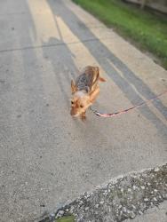 Found/Stray Unknown Dog last seen Alley of 44th avenue and Richard Hatcher, Gary, IN 46408