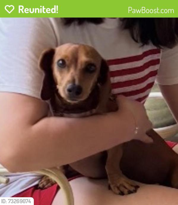 Reunited Female Dog last seen Yucca and 11th St, McAllen, TX 78504