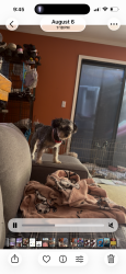 Reunited Female Dog last seen Cherry avenue, San Jose, CA 95118