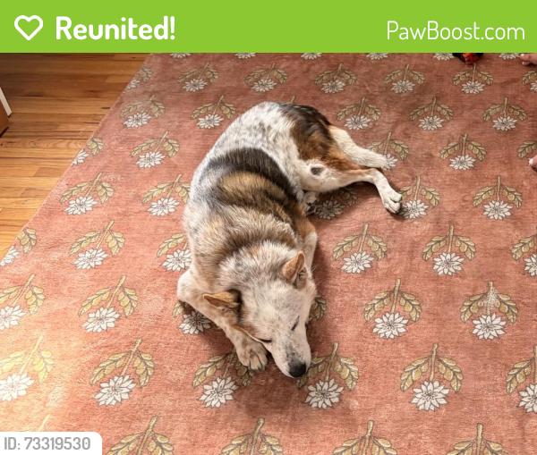 Reunited Female Dog last seen Near SW 11th Street, Fort Collins, CO 80521