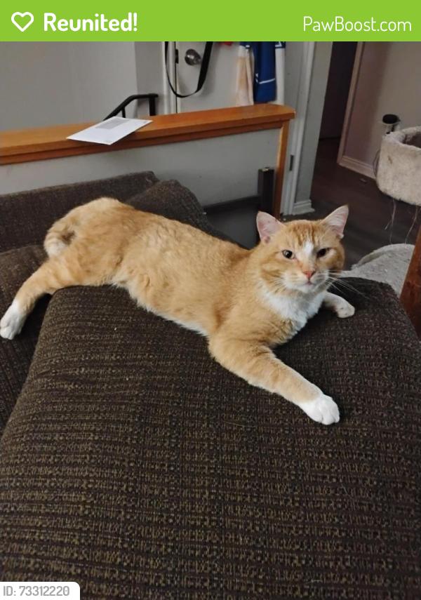 Reunited Male Cat last seen Near S, Roy, UT 84067