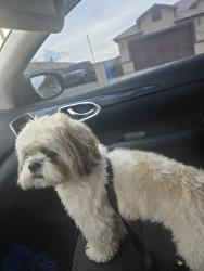 Reunited Male Dog last seen Near W Bowker St, Phoenix, AZ 85041, USA, Phoenix, AZ 85041