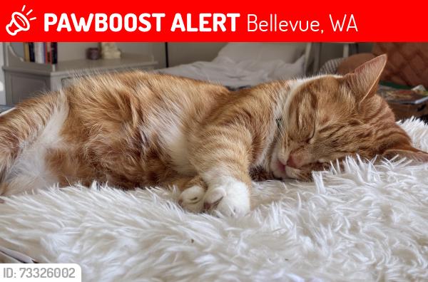 Lost Male Cat last seen 123rd and SE 60th Bellevue, Bellevue, WA 98006