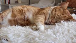 Lost Male Cat last seen 123rd and SE 60th Bellevue, Bellevue, WA 98006