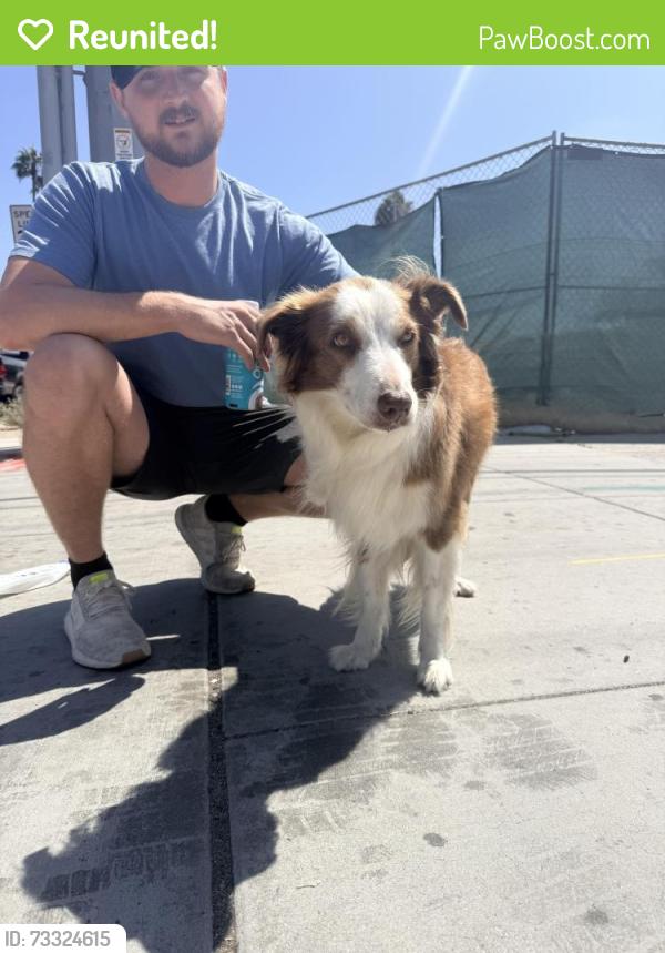 Reunited Unknown Dog last seen Hornblend & Lamont, San Diego, CA 92109