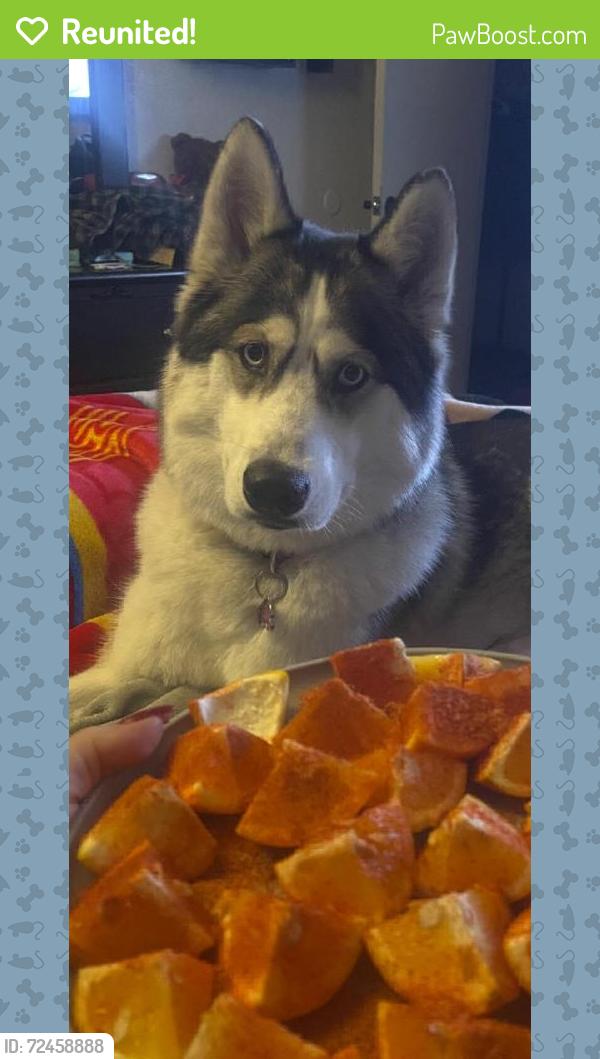 Reunited Female Dog last seen S 11th Pl & E Roeser Rd, Phoenix, AZ 85040, USA, Phoenix, AZ 85040