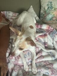 Reunited Male Dog last seen Glenwick between Circle Ridge Dr and Montrose st, Fort Worth, TX 76114