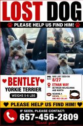 Lost Male Dog last seen Sycamore & Pauline, Anaheim, CA 92805