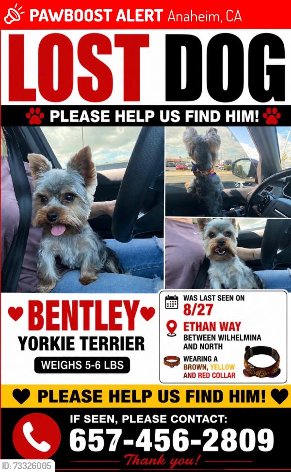 Lost Male Dog last seen Sycamore & Pauline, Anaheim, CA 92805