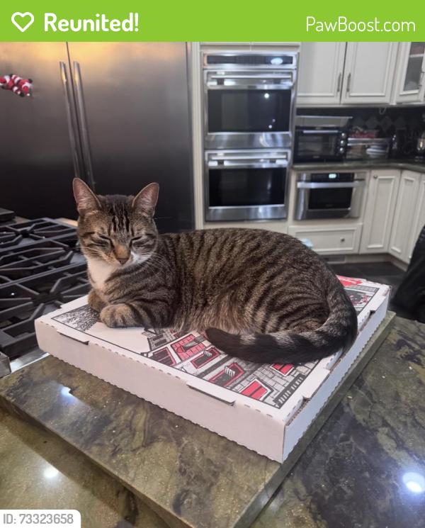 Reunited Male Cat last seen Glenmaura Golf Club, Moosic, PA 18507